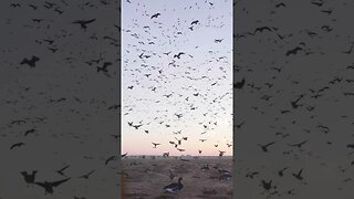 Sometimes you just sit back and enjoy the show! #TheBigHonkerPodcast #goosehunting #waterfowl