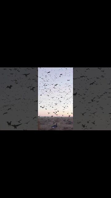 Sometimes you just sit back and enjoy the show! #TheBigHonkerPodcast #goosehunting #waterfowl