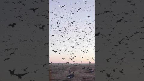 Sometimes you just sit back and enjoy the show! #TheBigHonkerPodcast #goosehunting #waterfowl