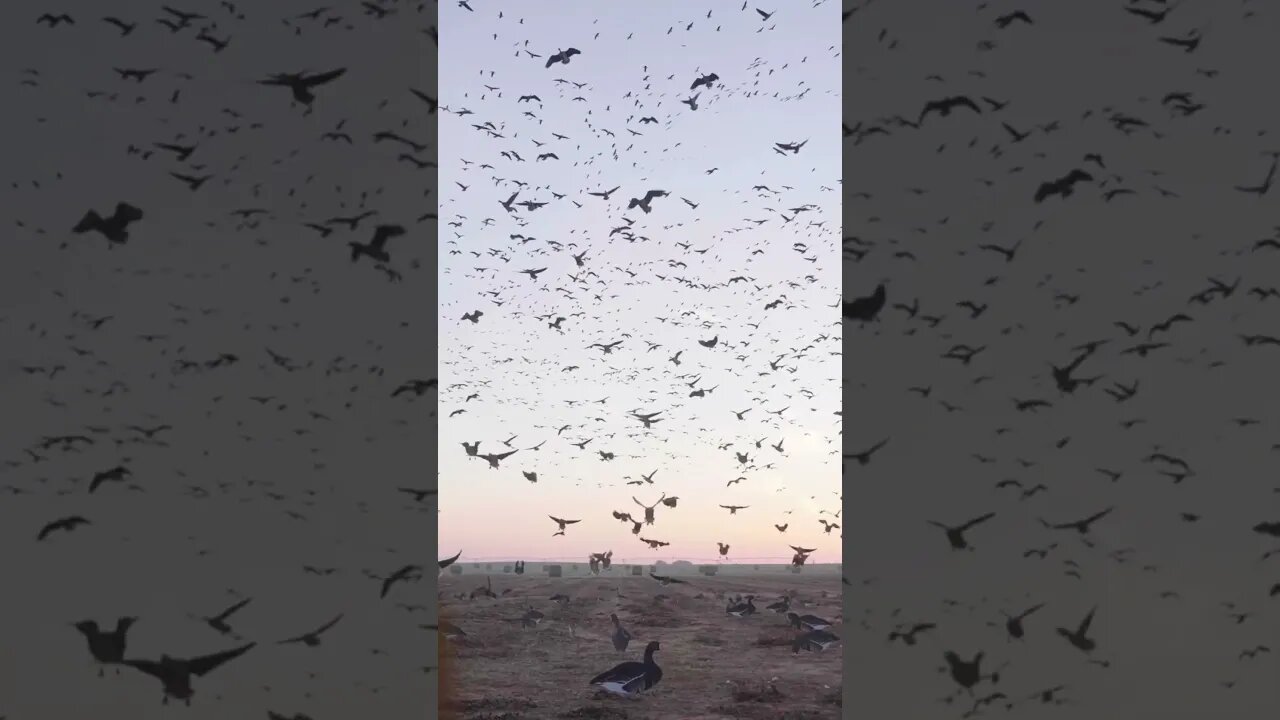 Sometimes you just sit back and enjoy the show! #TheBigHonkerPodcast #goosehunting #waterfowl