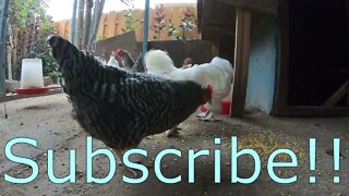 Backyard Chickens Relaxing Activity Compilation Sounds Noises Hens Clucking Roosters Crowing!