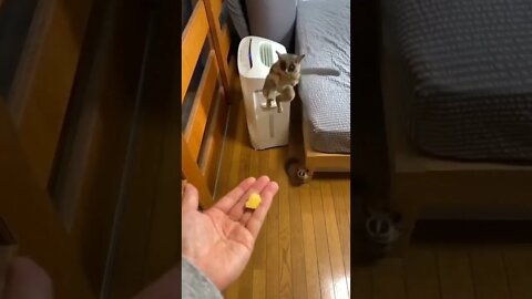 incrível 😱😱 #shorts