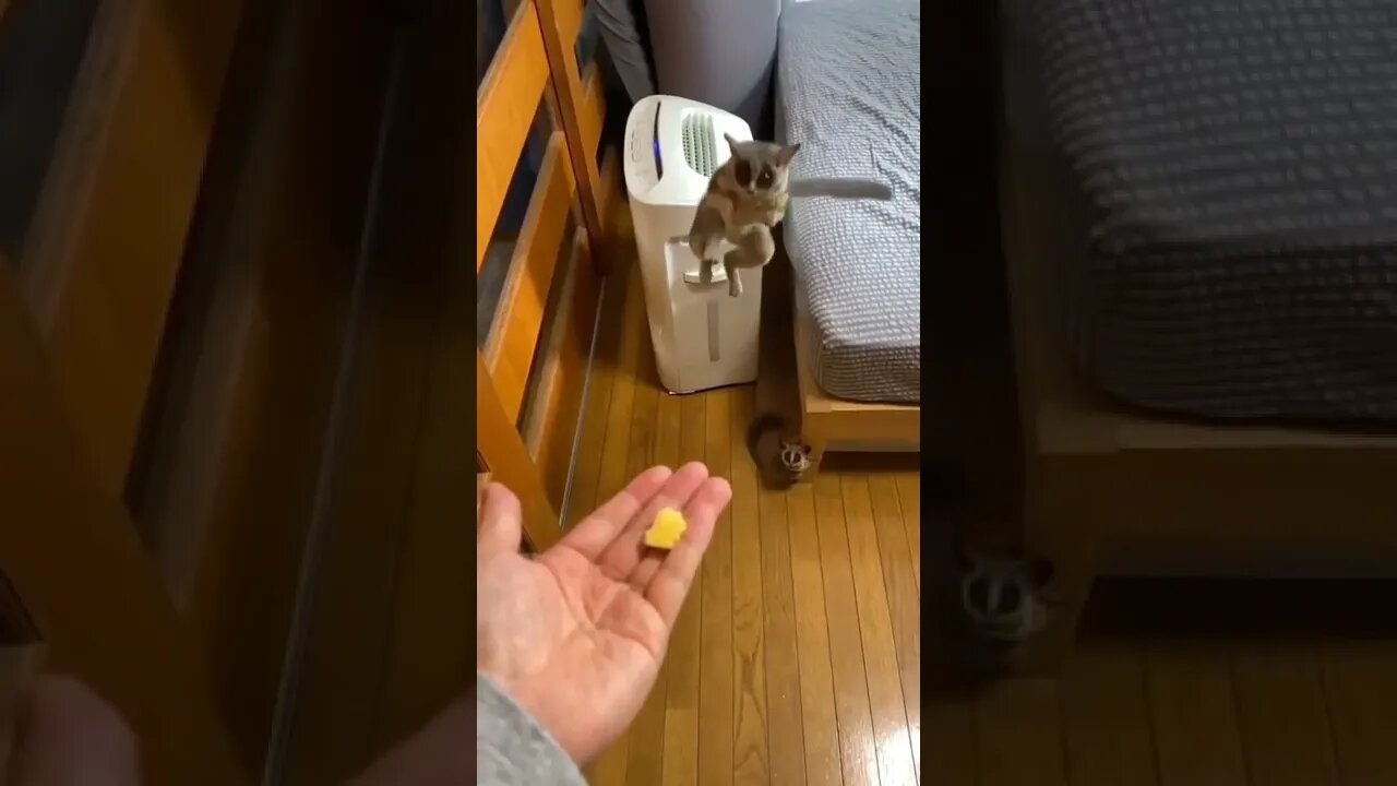 incrível 😱😱 #shorts