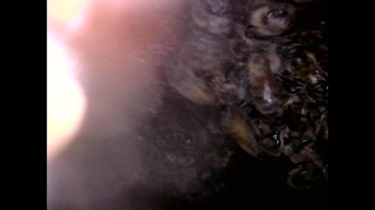 Using boroscope to see where colony starts and stops in downed tree.