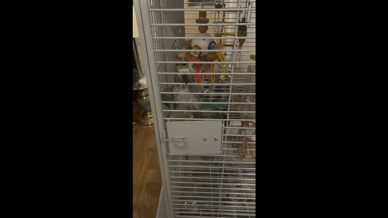 African Grey taking a bath