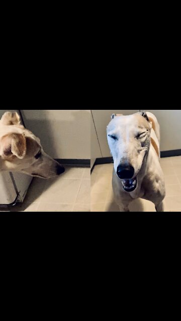 Cheeky Greyhound Loses Cookie, Bosses Mom