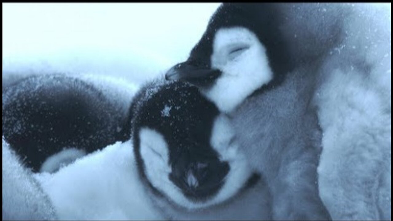 Baby Penguin’s First Steps - 4K UHD - Dynasties