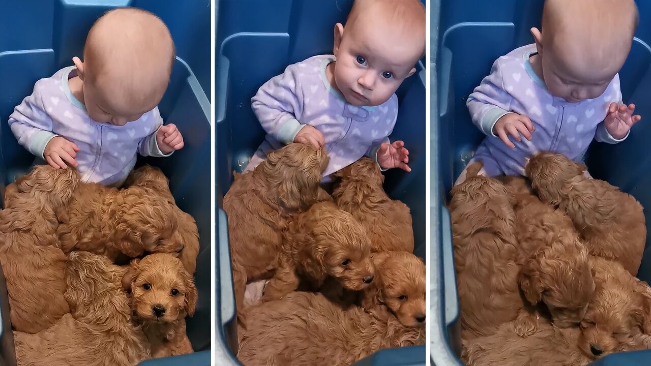 Baby Sits In Bin Full Of Adorable Puppies