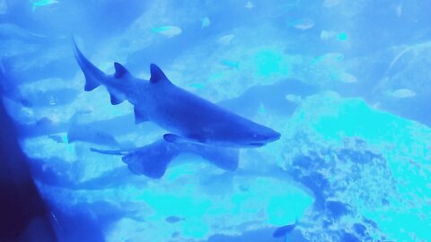 Shark in Japan