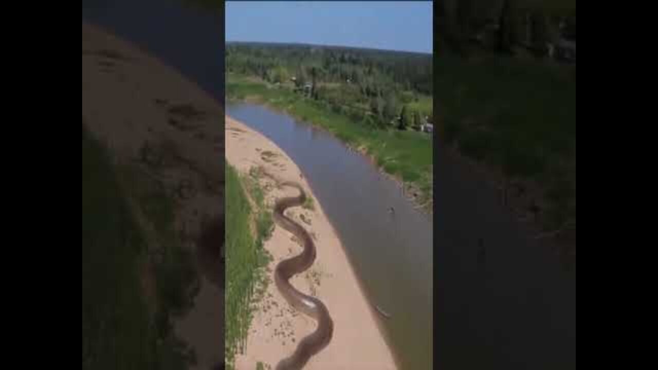 World Biggest Snake in amazon jungle