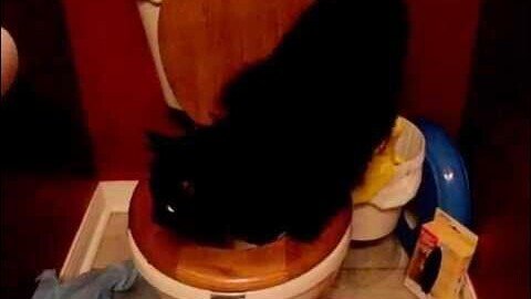 Teaching my cat how to use the toilet - Day 2