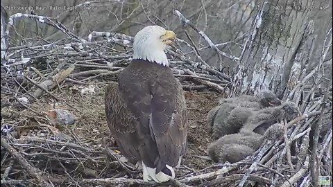 Hays Bald Eagles H16 H18 H17 at the Nest Rail Together 2022 04 13 15:27