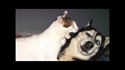 Funny animal videos part 3!!!