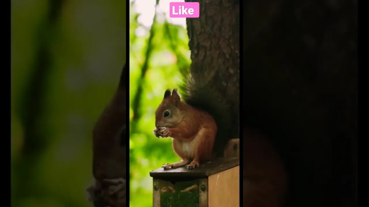 So Cute animal 🐿️🐿️|| nature place Shorts video #shorts #shortsfeed #youtubepets_&_animals