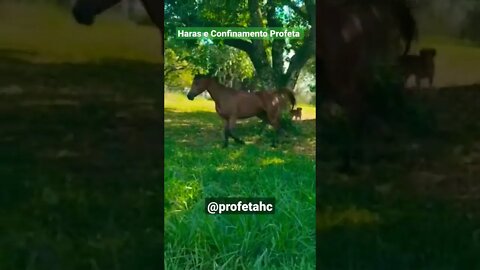 Cavalo Árabe ( Égua - Jady ). Haras e Confinamento Profeta.