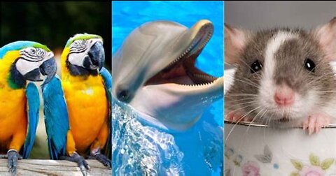 10 Smartest Animals In The World