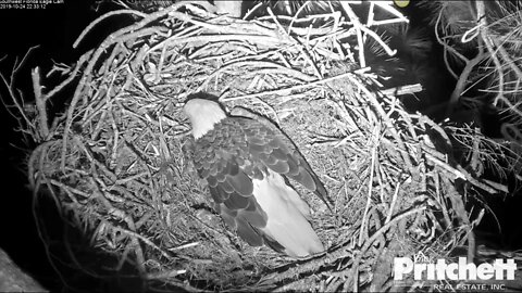 SWFEC Harriet is knocked off perch again. Go away GHO! 8:01 pm 10-24-19 3 views