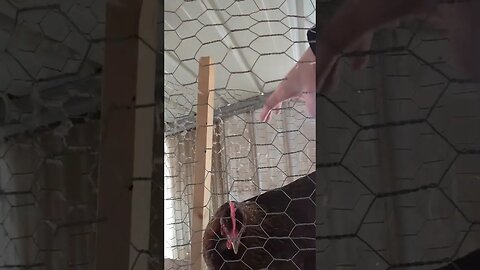 #shorts #chickens