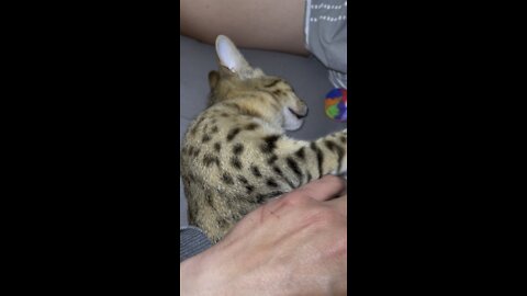 Kitty video