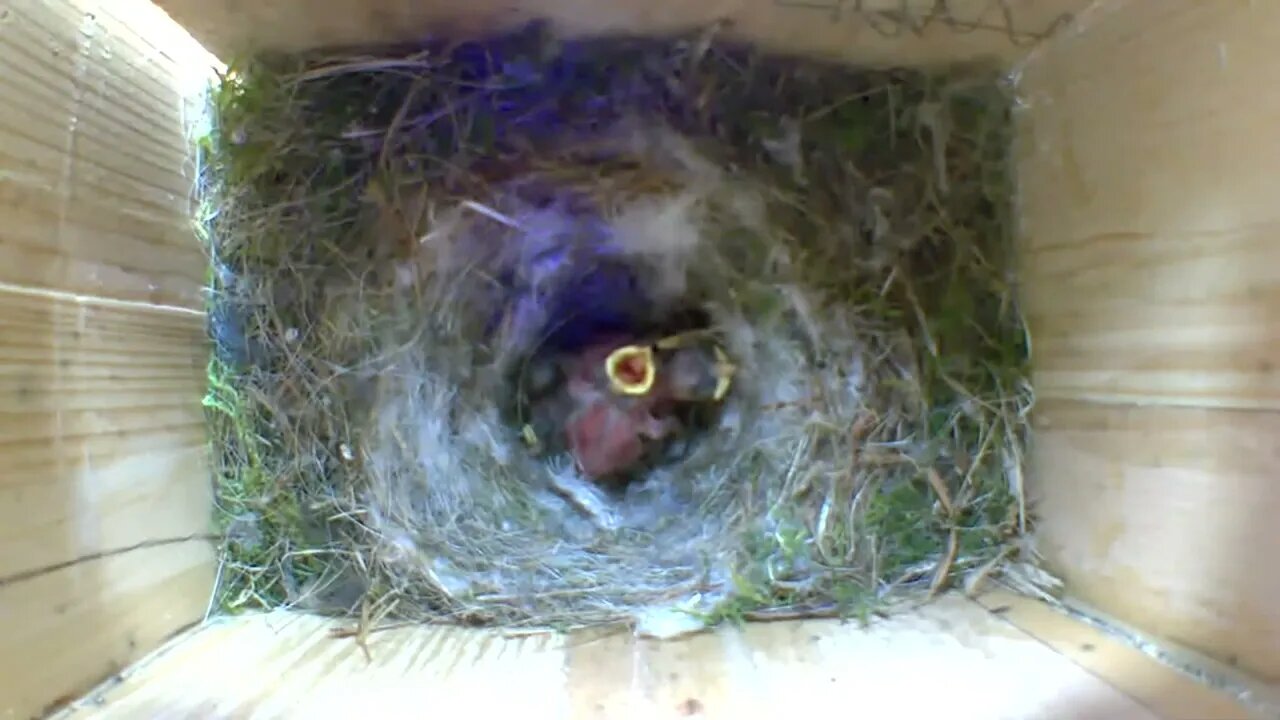 preparing the nest and the Egg laying to Birth