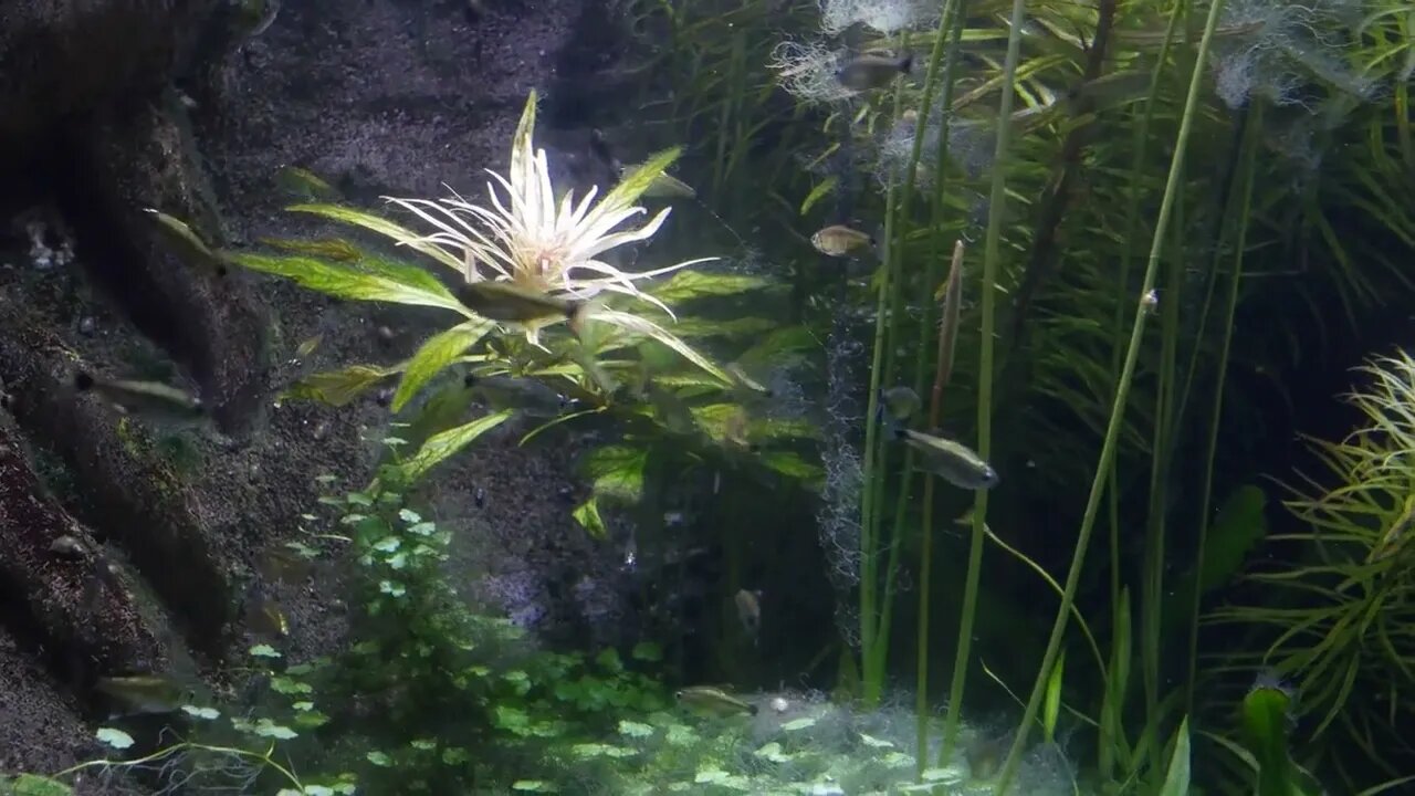 Fish from south america swimming through aquarium