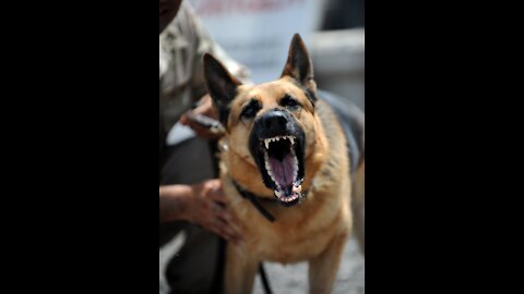 German Shepherd Attacks Pitbull