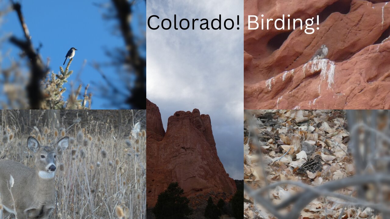 Colorado Birding Trip!