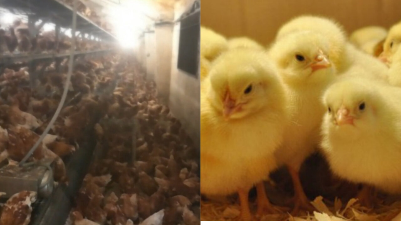 chicken farm/Part 3