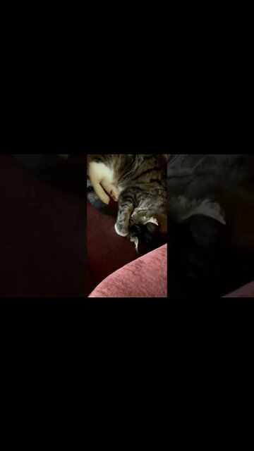 My Cat hiding her face