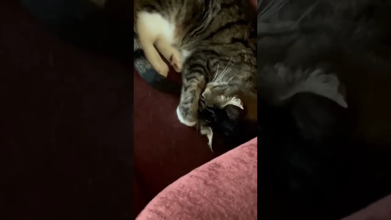 My Cat hiding her face