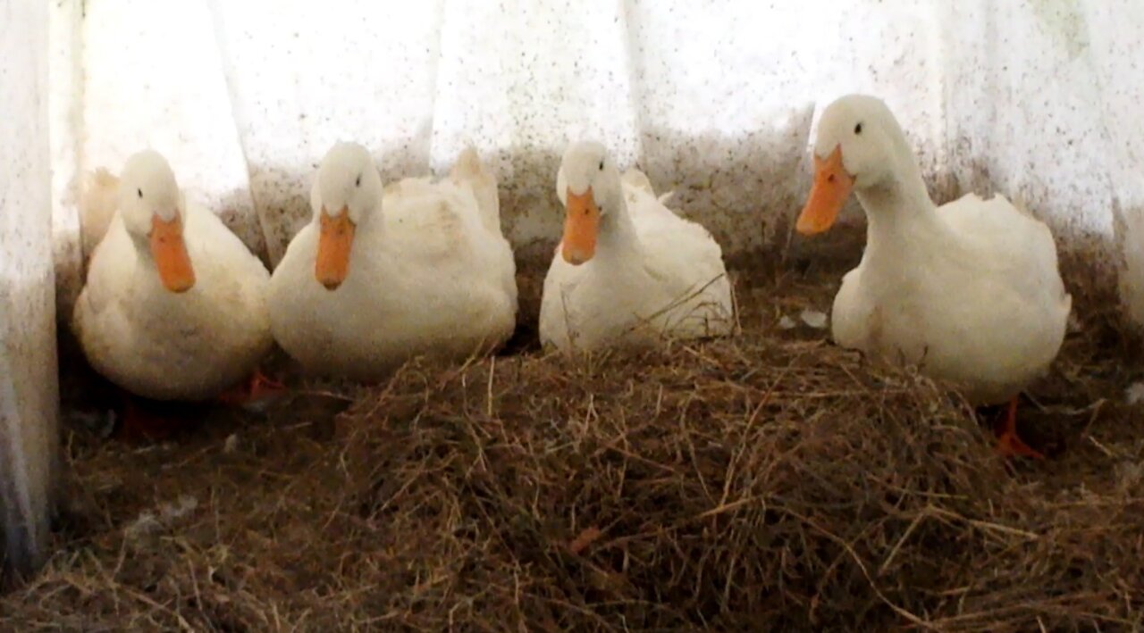 Ducks Being Ducks in the Hay