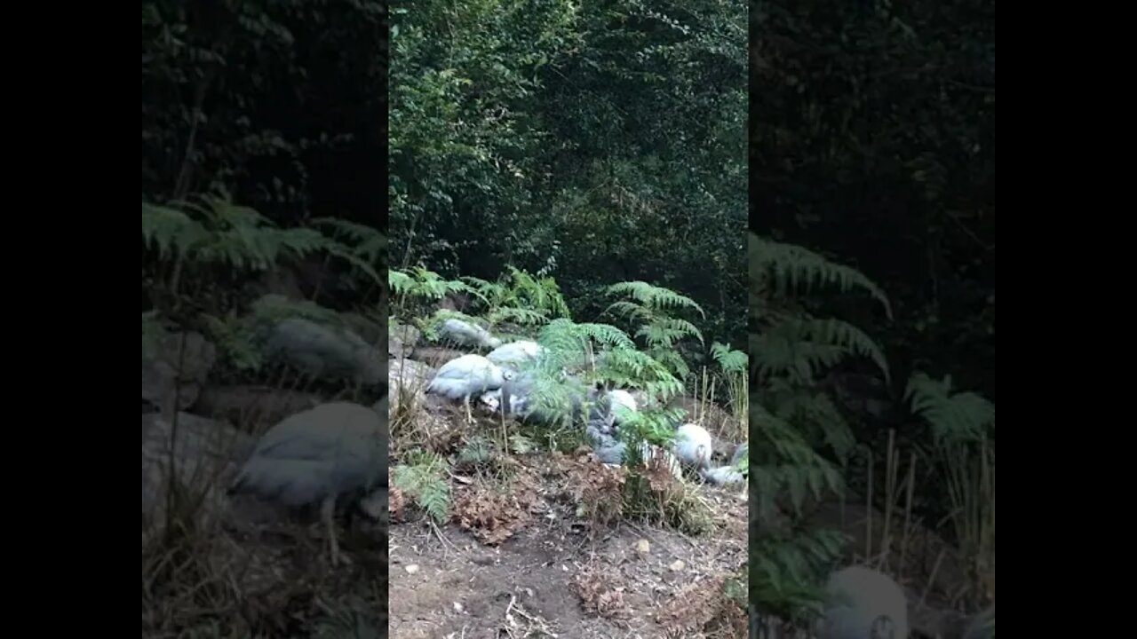 Perfect flock of free range guinea fowl