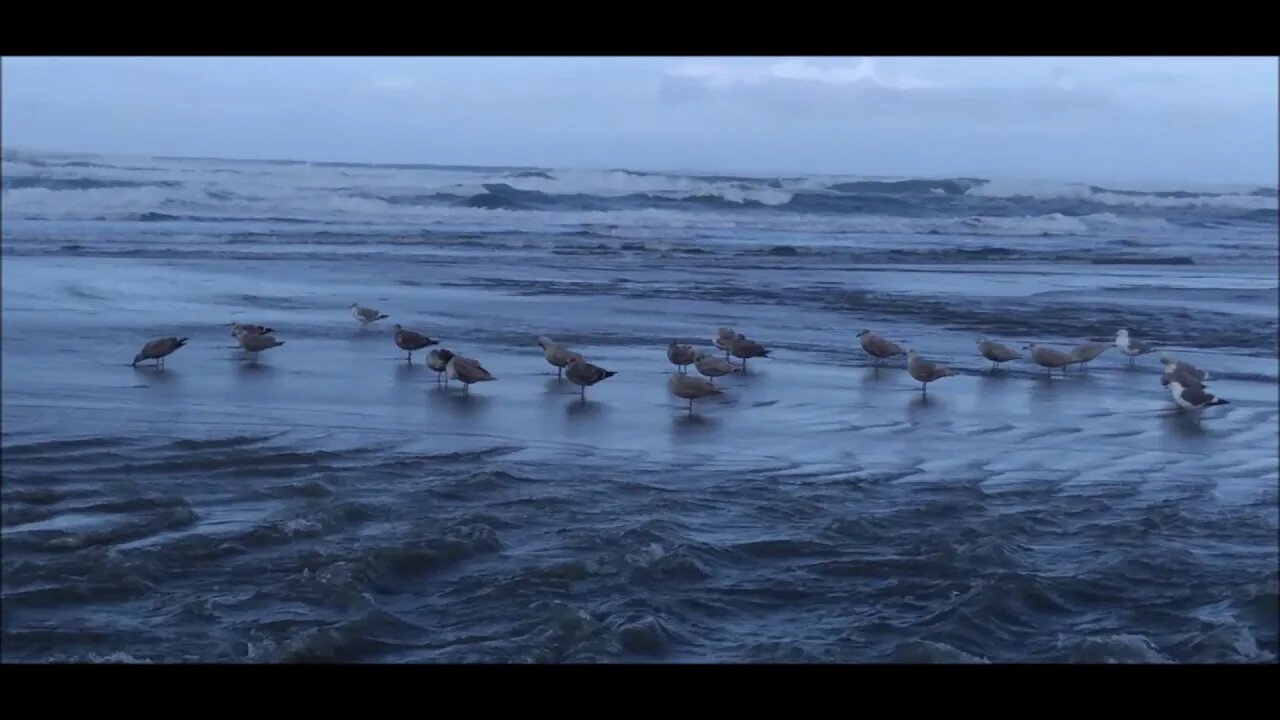 Seagulls on the Beach With Soothing Music