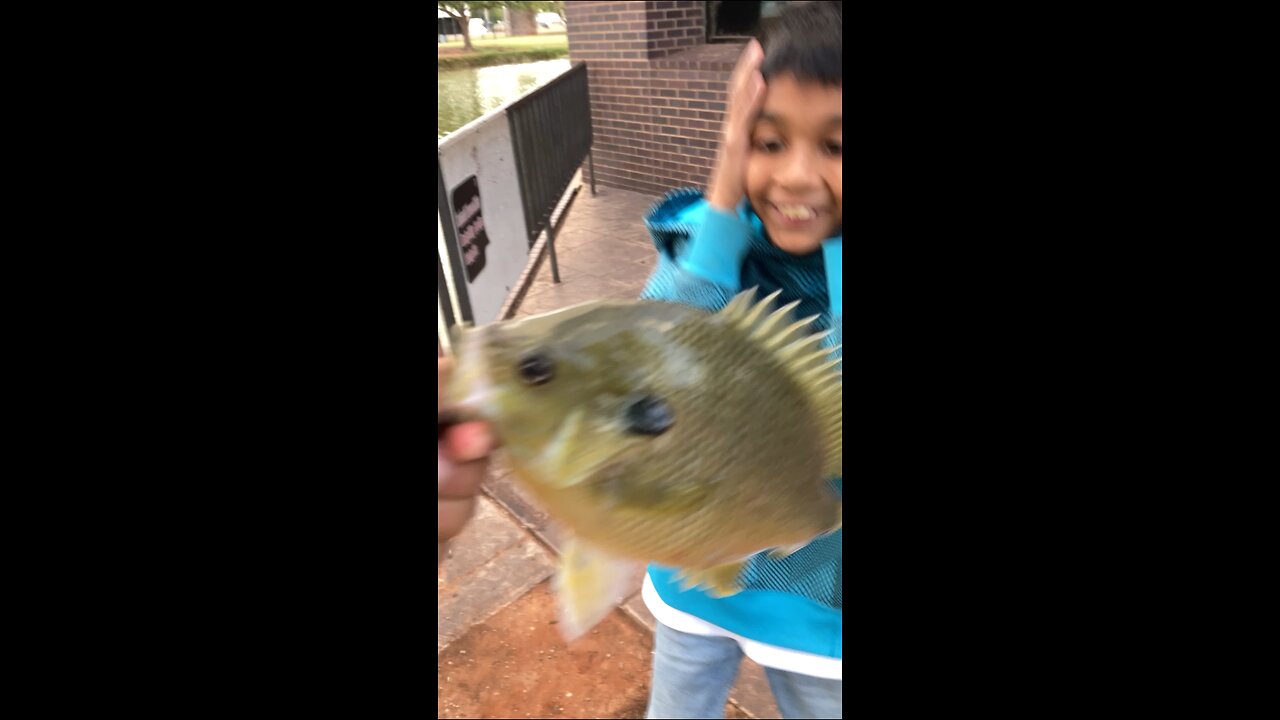 GIANT BLUEGILL