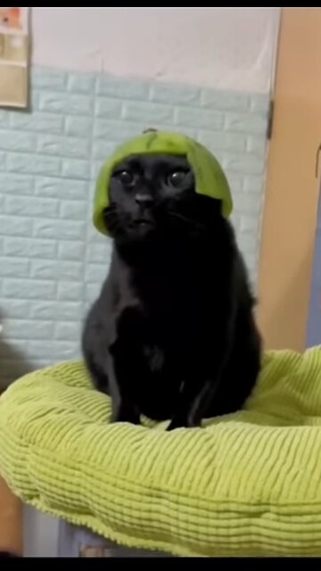 Funny Animal Videos 2022 Best Dogs And Cats Videos