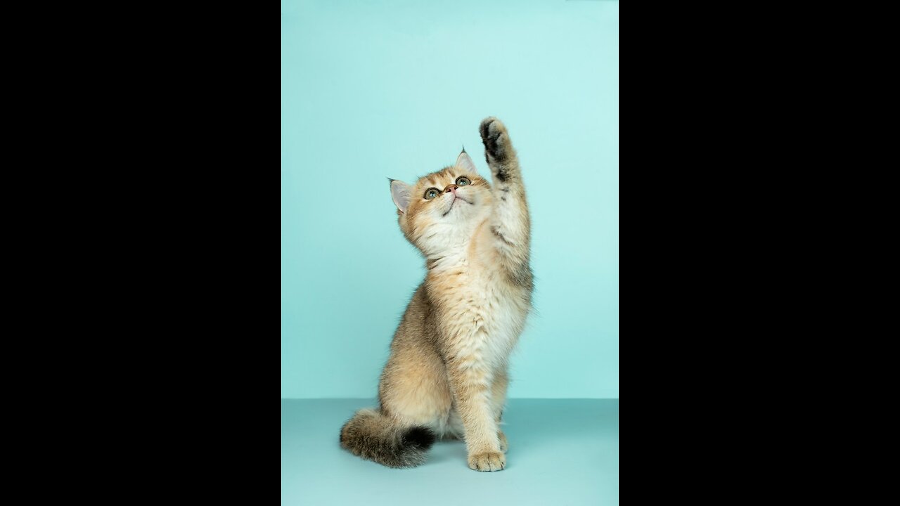 Funny cat videos funny cats video cute cat These will leavel you laughing