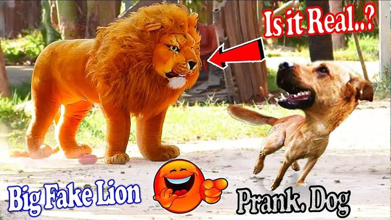 Funny video Prank Dog Funny And Fake Lion And Fake Tiger Prank 😂🤣