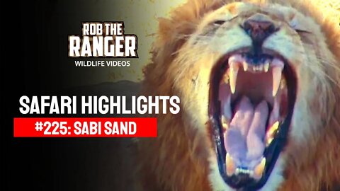 Safari Highlights #225: 01 - 03 August 2013 | Sabi Sand Nature Reserve | Latest Wildlife Sightings