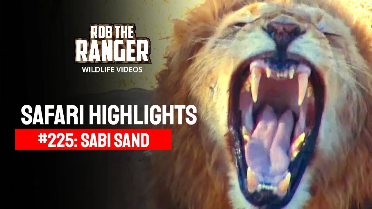 Safari Highlights #225: 01 - 03 August 2013 | Sabi Sand Nature Reserve | Latest Wildlife Sightings