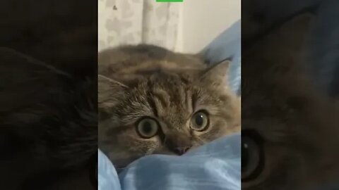 cute cat videos 😹 funny videos 😂 1134 😻 #shorts