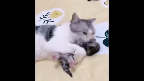 Cat love kitten