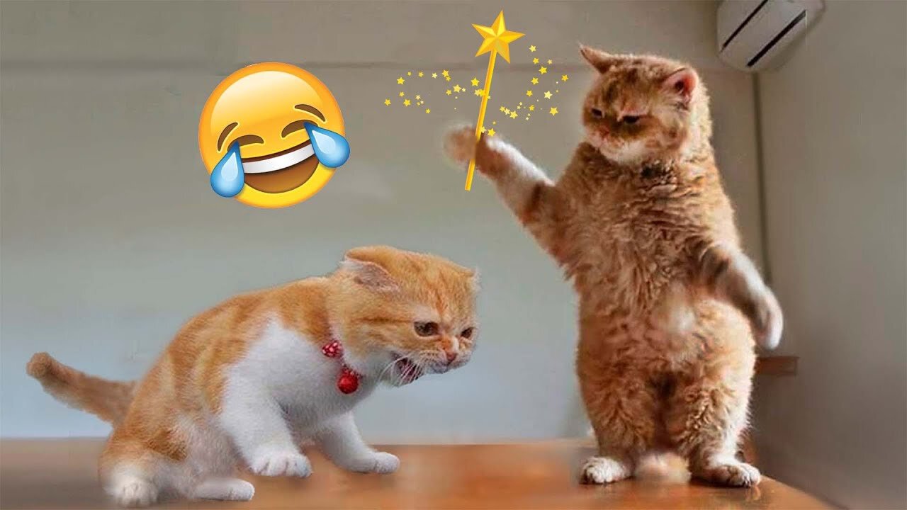 FUNY CAT & DOG