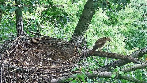 Hays Eagles A juvie Red-Tailed Hawk came to visit-phew-nobody home! Stayed 13 mins. 07-09-2023 14:22