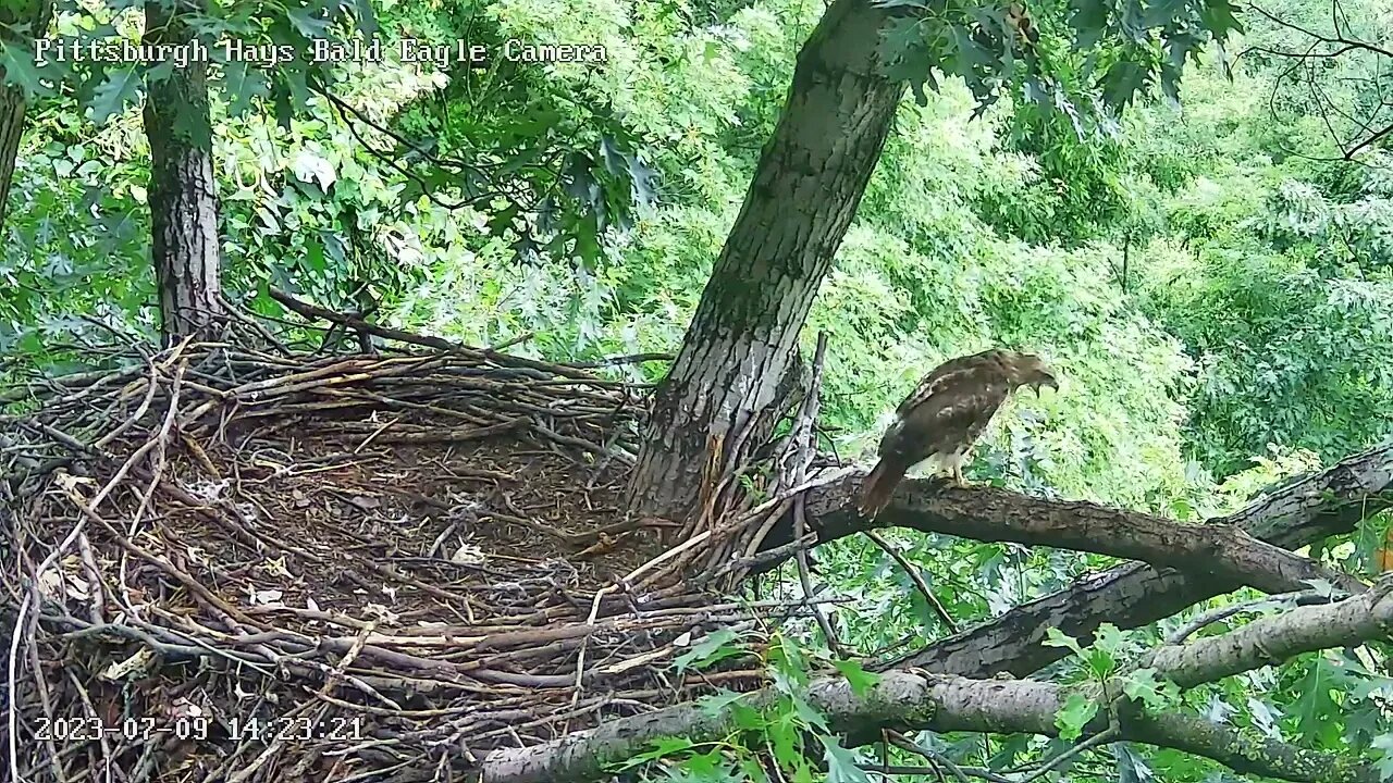 Hays Eagles A juvie Red-Tailed Hawk came to visit-phew-nobody home! Stayed 13 mins. 07-09-2023 14:22