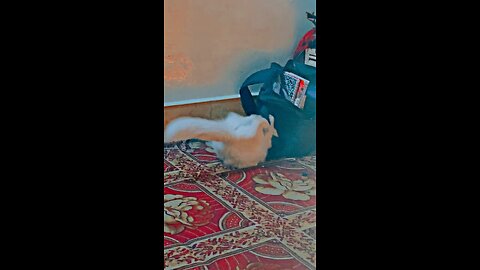 Cute little cat playing with bag 💼