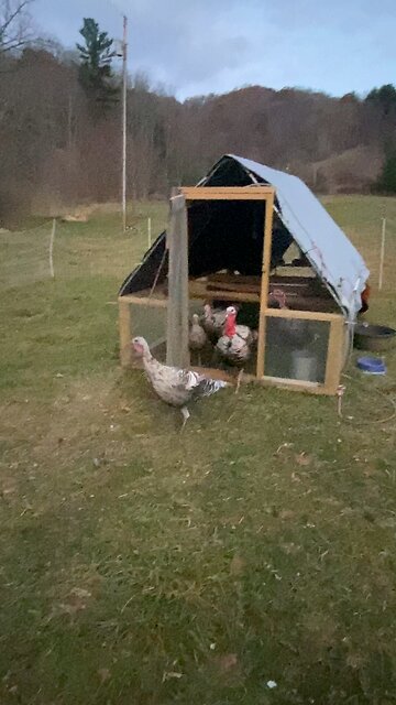 Homestead Calisthenics 😂