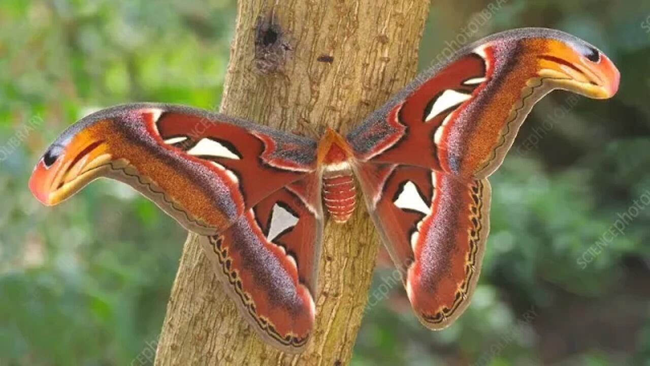 Giant Asian Moth Found In Washington State!