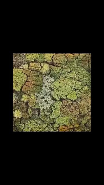 Forest are a beautiful thing #shorts