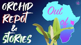 Root ball clean up | Orchid Repot | My Kenyan Hunting Grounds where orchids began #ninjaorchids