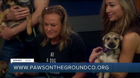 Paws on the Ground Colorado: 4 puppies up for adoption!